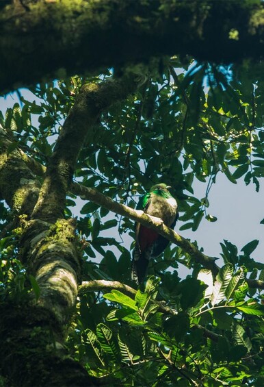 Picture 4 for Activity Monteverde: Guided Natural History Walk in Cloud Forest