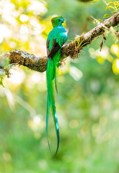 Picture 3 for Activity Monteverde: Guided Natural History Walk in Cloud Forest