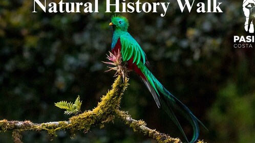 Monteverde: Guided Natural History Walk in Cloud Forest