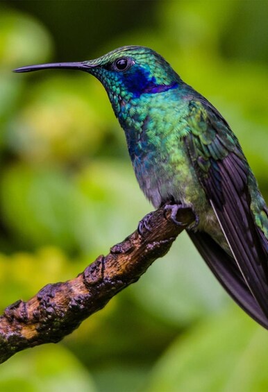 Picture 2 for Activity Monteverde: Guided Natural History Walk in Cloud Forest