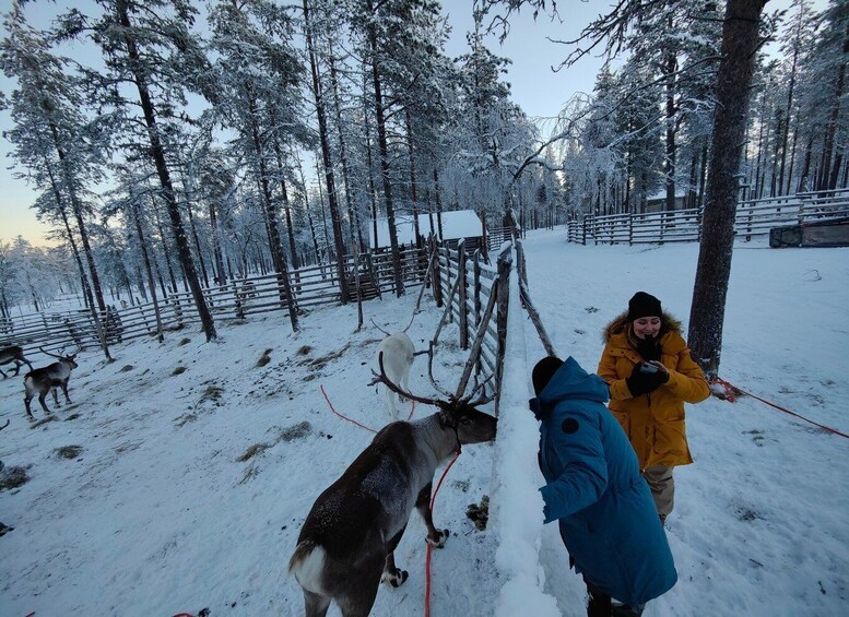 Picture 7 for Activity Ivalo: Northern Lights Holiday in Northern Lapland