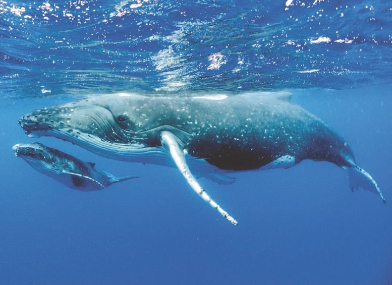 Picture 10 for Activity Oahu: Whale Watching Excursion from Ala Wai Harbor