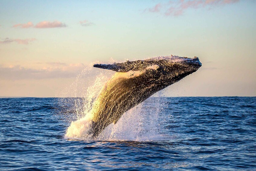 Picture 6 for Activity Oahu: Whale Watching Excursion from Ala Wai Harbor