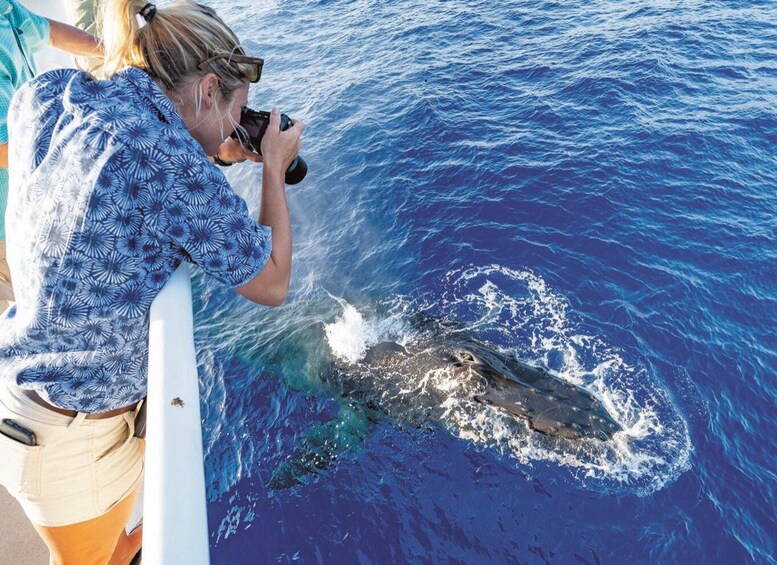 Picture 5 for Activity Oahu: Whale Watching Excursion from Ala Wai Harbor