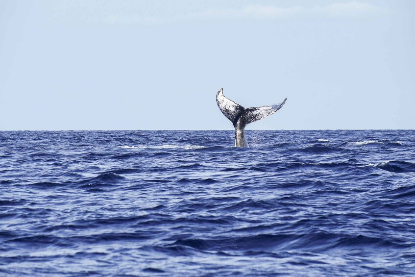 Picture 7 for Activity Oahu: Whale Watching Excursion from Ala Wai Harbor