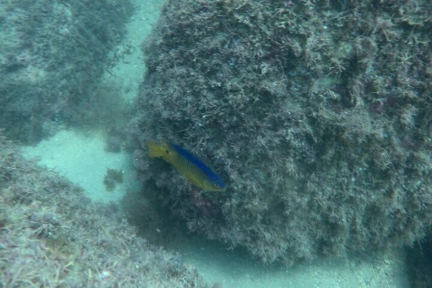 DIVING BATISMO ARVOREDO OU ESTALEIRO by Zimbros Ecotour