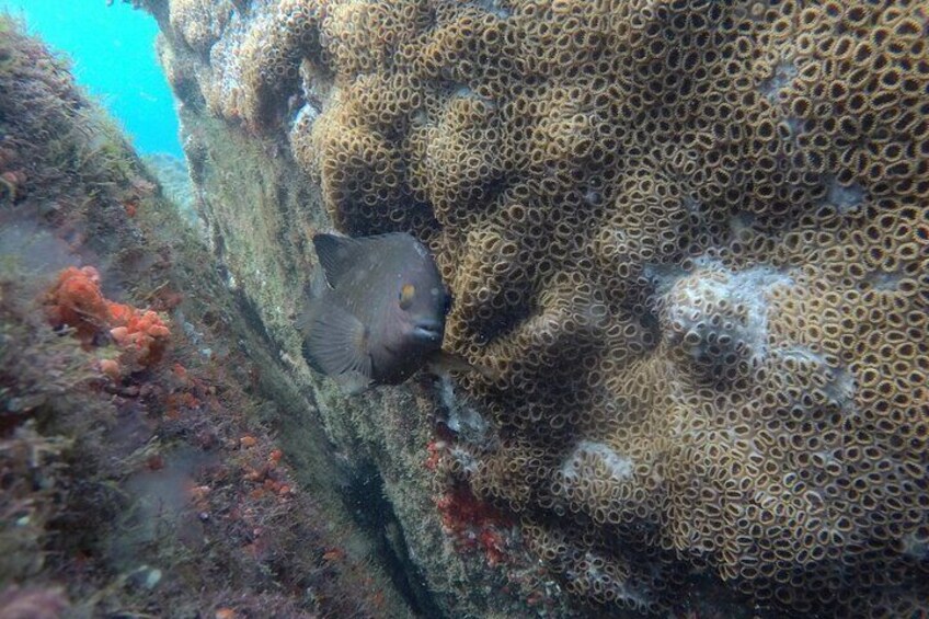 DIVING BATISMO ARVOREDO OU ESTALEIRO by Zimbros Ecotour