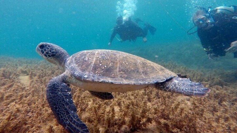 DIVING BATISMO ARVOREDO OU ESTALEIRO by Zimbros Ecotour