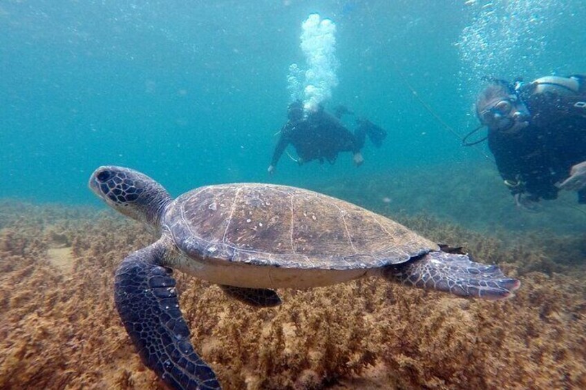 DIVING BATISMO ARVOREDO OU ESTALEIRO by Zimbros Ecotour