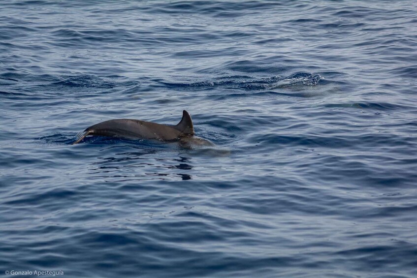 Picture 5 for Activity Lanzarote Sunset Experience with dolphin spotting