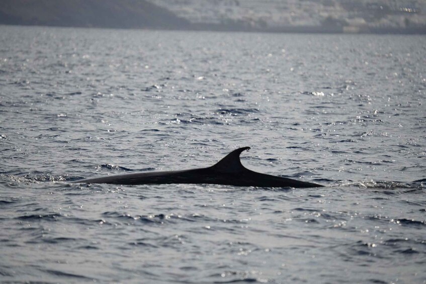 Picture 1 for Activity Lanzarote Sunset Experience with dolphin spotting