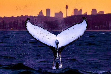 Sydney: Whale Watching Adventure Cruise - Whales Guaranteed!