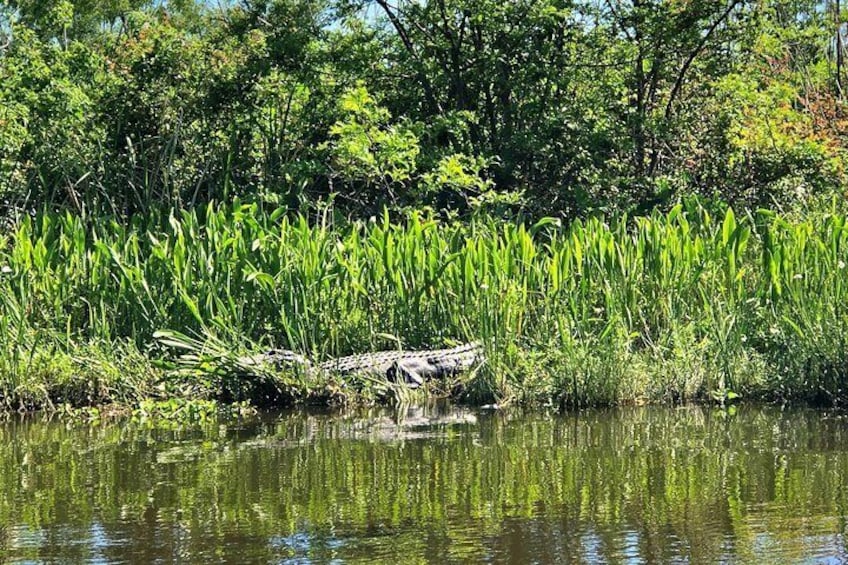 Sleeping Alligator