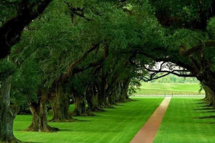 Oak Alley