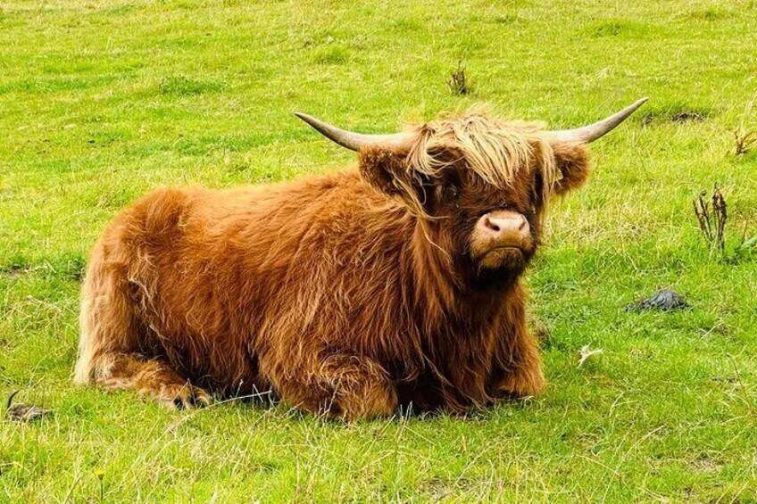 Hairy Coo 