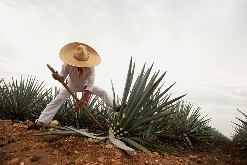 Picture 2 for Activity CDMX: 3-Day Tour to Guadalajara and Tequila