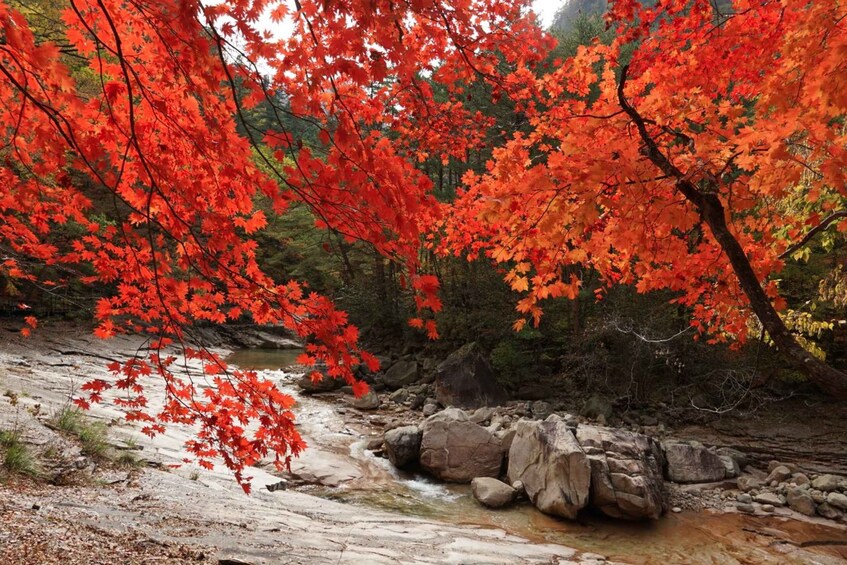 Picture 7 for Activity From Seoul: Seoraksan Maple Mountain with Cable Car