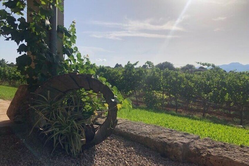 Guided tour of the winery and vineyards 