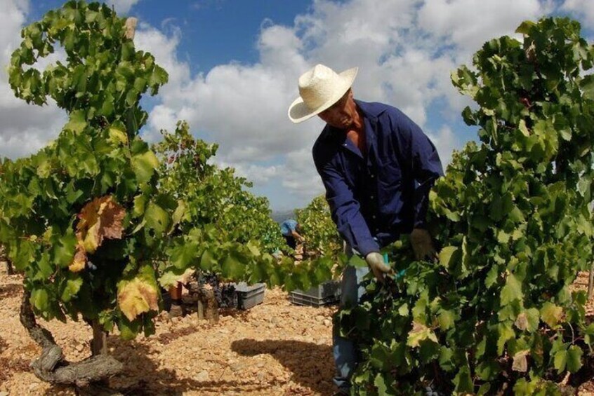 Private Wine Tour Experience in the Mallorcan Heartland