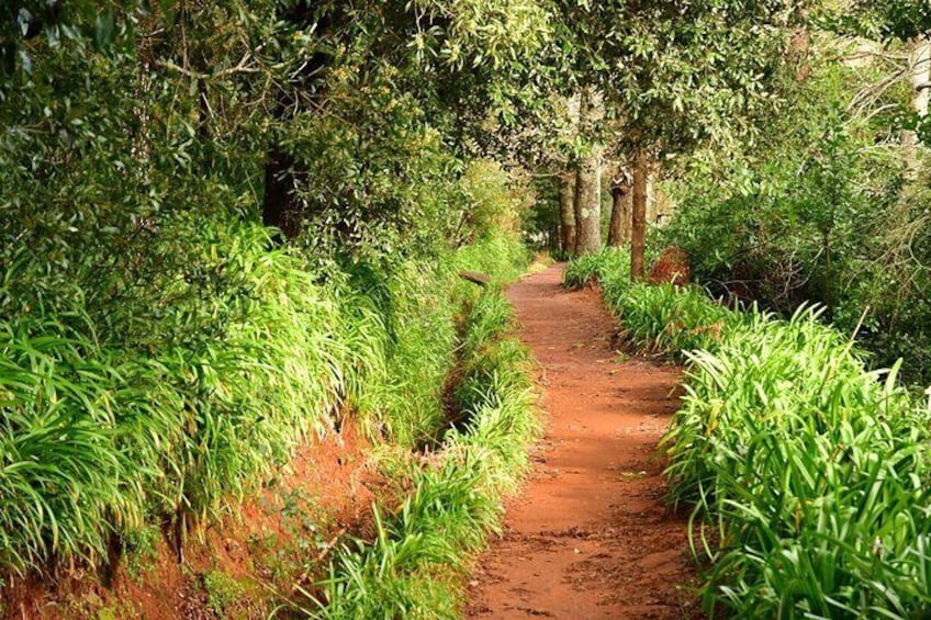Paradise Valley Madeira Island Walk