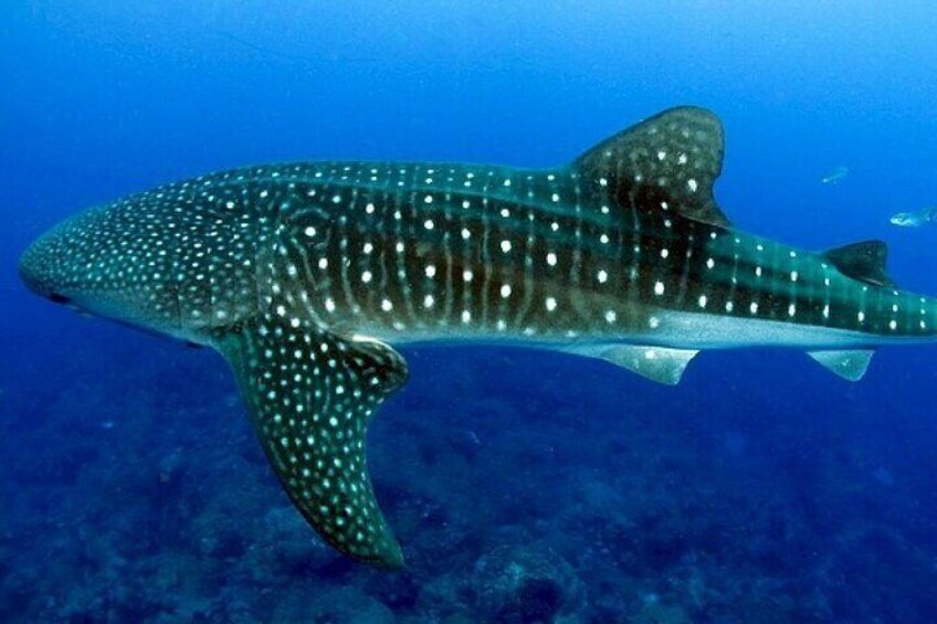 Cebu Shared Tour From Whaleshark Encounter to Nature Adventure