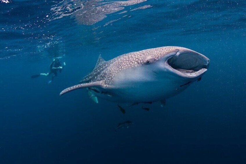 Cebu Shared Tour From Whaleshark Encounter to Nature Adventure