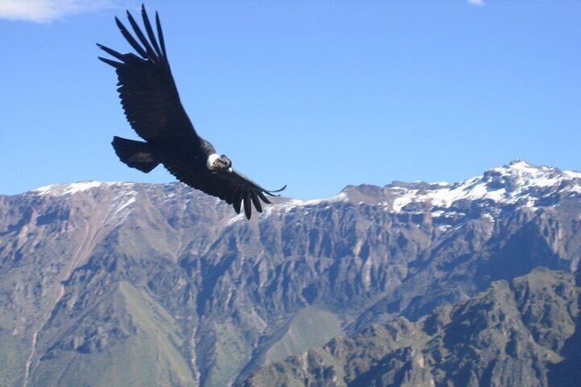 Portillo Andes Mountain Range with Inca Lagoon and Wine Tasting