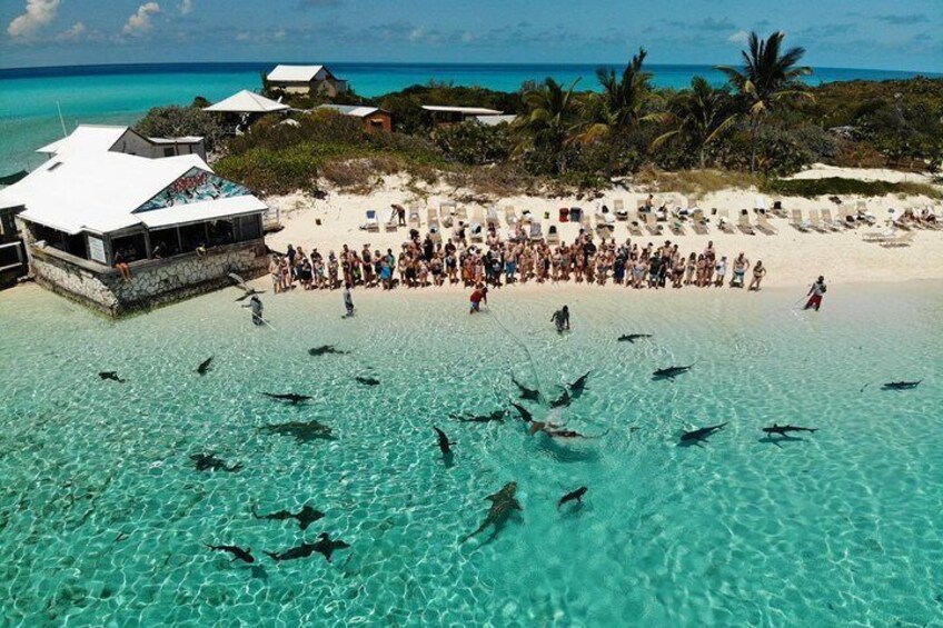 Shark feeding show