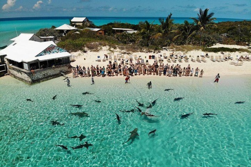 Shark feeding show