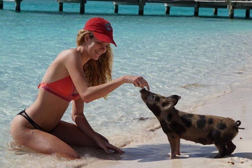 Ship Channel Cay pig encounter