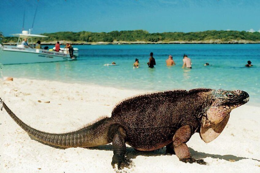Iguana visit