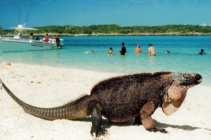 Iguana visit