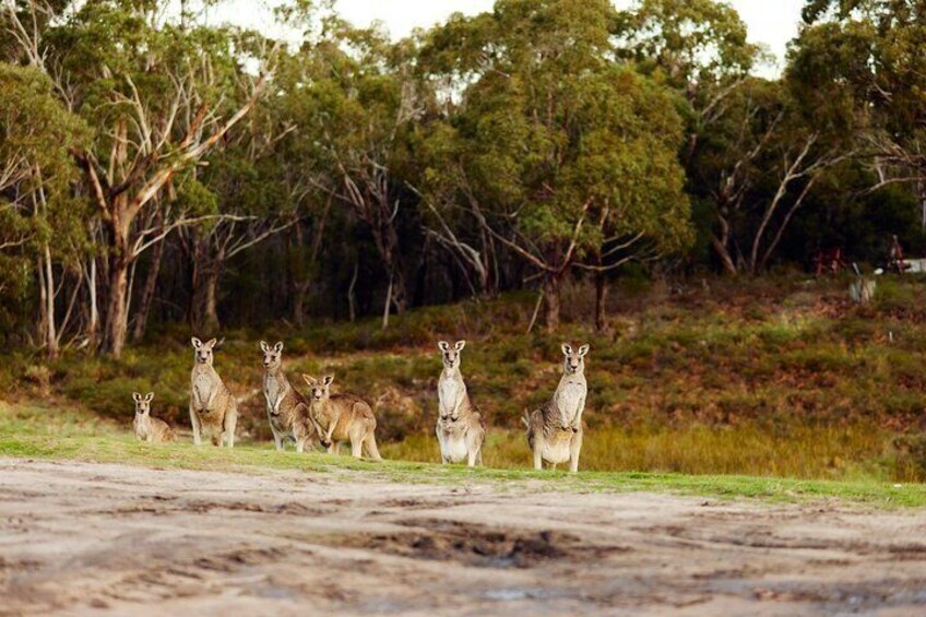 Private Day Trip to Nature's Wonderland Grampians Grandeur