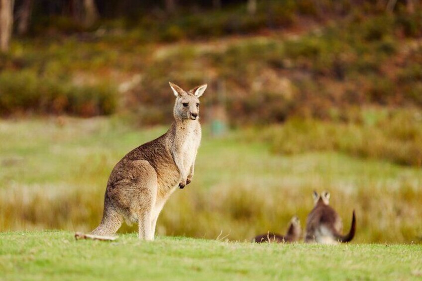 Private Day Trip to Nature's Wonderland Grampians Grandeur