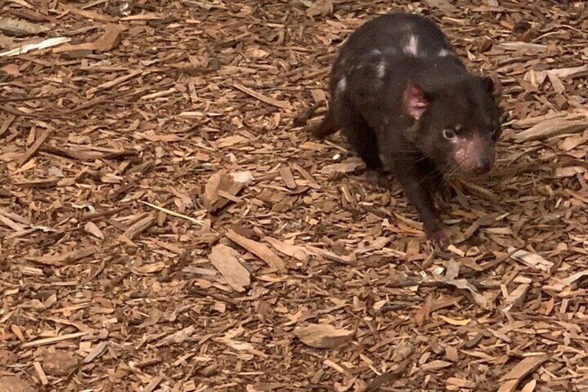 Tasmanian Devil