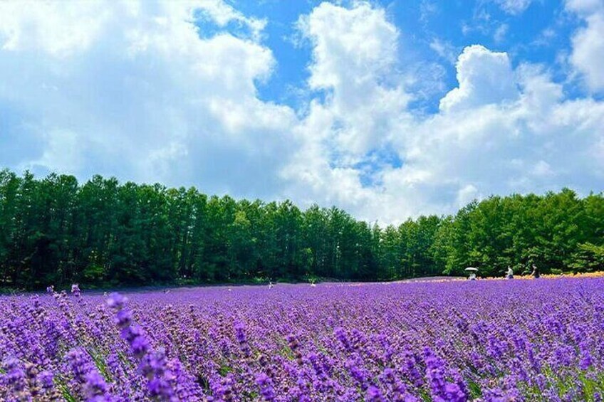 Farm Tomita, Shikisai Hill, Forest Fairy with Buffet From Sapporo