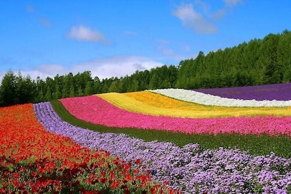 Farm Tomita, Shikisai Hill, Forest Fairy with Buffet From Sapporo