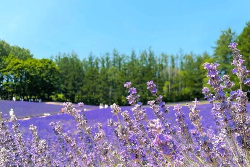 Farm Tomita is known for its vibrant, wavy flower fields and diverse lavender varieties. During lavender season, the park transforms into a dreamy purple ocean. Nearby, the cantaloupe workshop of