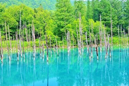 Farm Tomita Shikisai Hill Blue pond with optional Buffet| Sapporo
