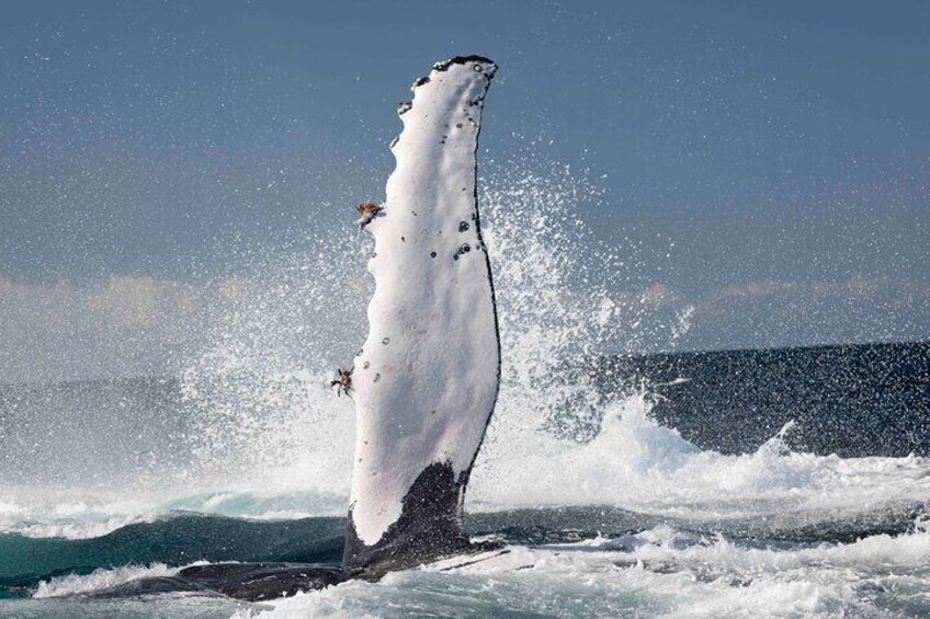 Whale Watching Byron Bay