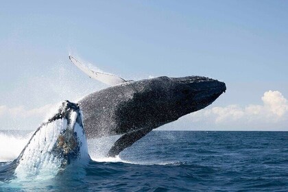 Whale Watching Byron Bay