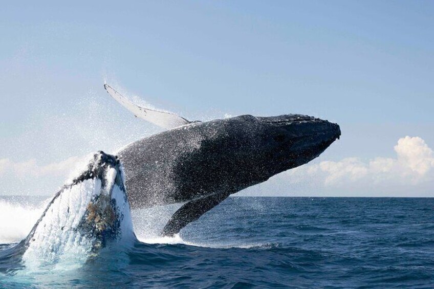 Whale Watching Byron Bay