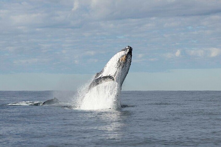 Whale Watching Byron Bay