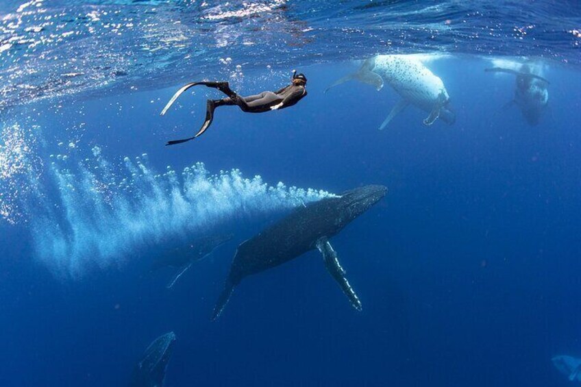  Swim with Whales in Gold Coast