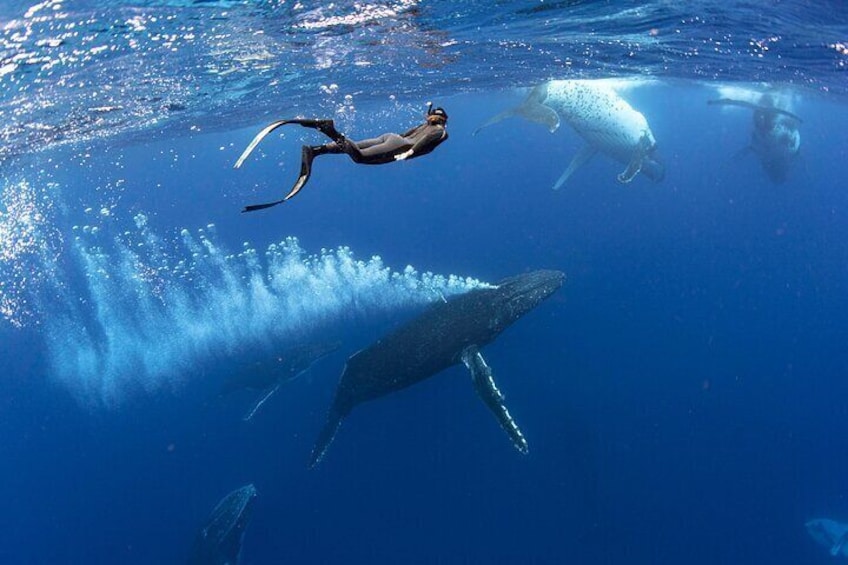 Swim with Whales in Gold Coast