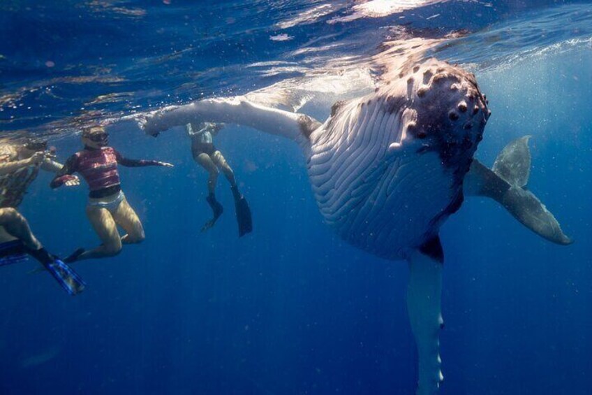 Swim with Whales in Gold Coast