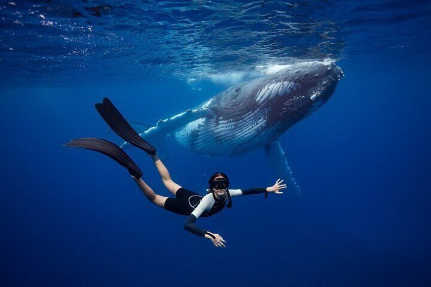  Swim with Whales in Gold Coast