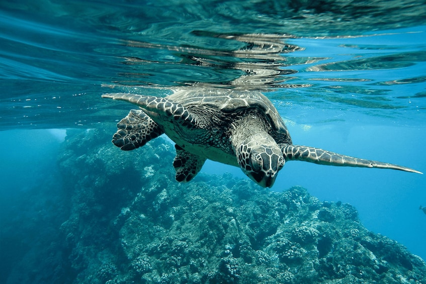 Picture 24 for Activity Bali: Nusa Penida Speedboat Trip with Snorkeling and Tour