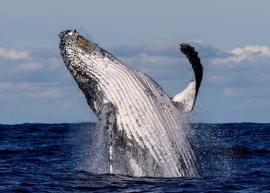 Sydney: Scenic Whale Watching Cruise - Whales Guaranteed
