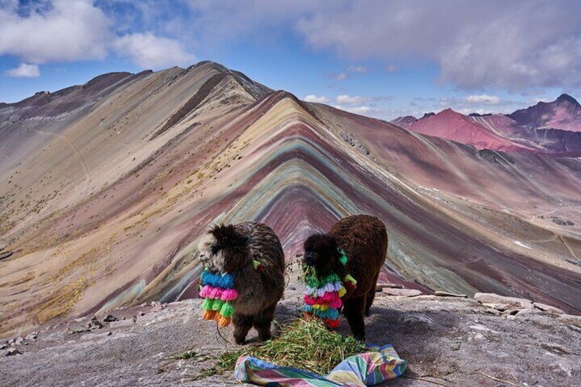 Rainbow Mountain and alpacas